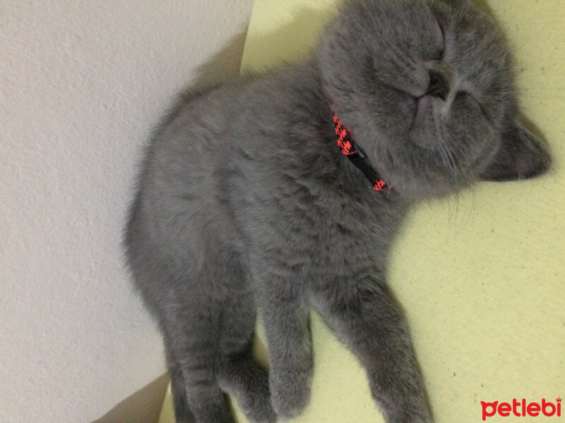 British Shorthair, Kedi  Çiroz fotoğrafı