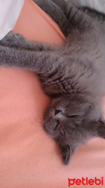 British Shorthair, Kedi  Çiroz fotoğrafı