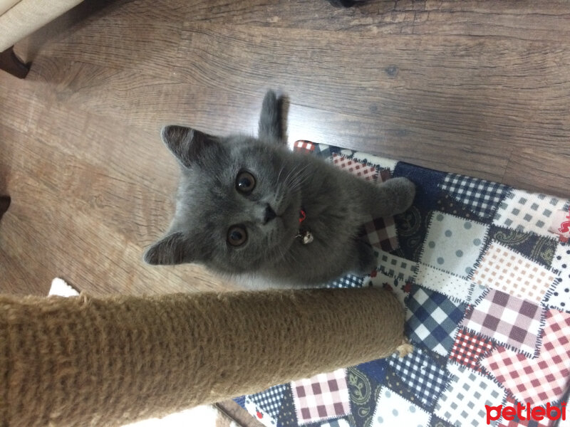 British Shorthair, Kedi  Çiroz fotoğrafı