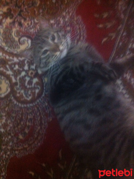 Tekir Kedi, Kedi  idris ali fotoğrafı