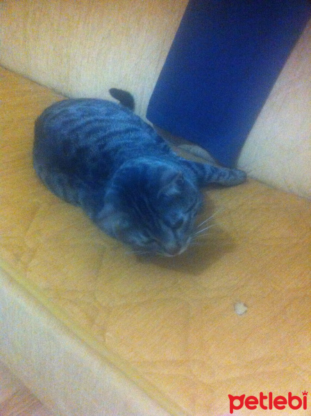 Tekir Kedi, Kedi  idris ali fotoğrafı