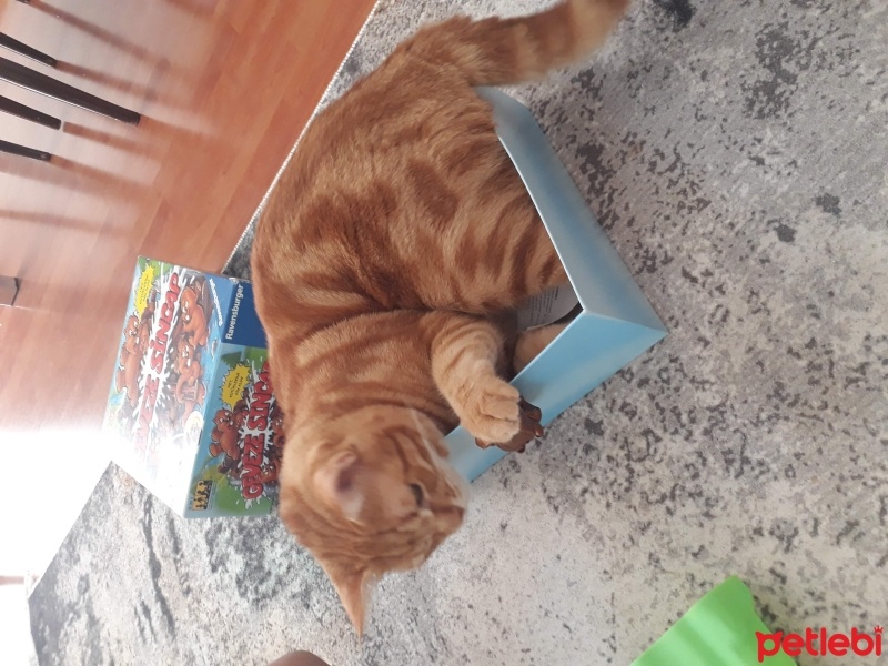 Sarman, Kedi  Köpük fotoğrafı
