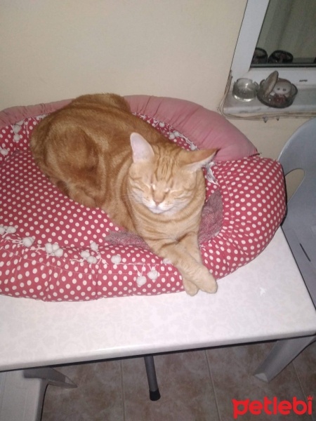 Sarman, Kedi  Köpük fotoğrafı