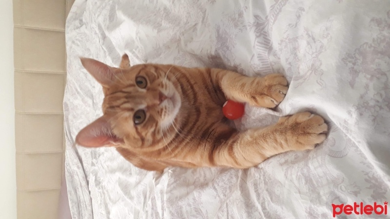 Sarman, Kedi  Köpük fotoğrafı