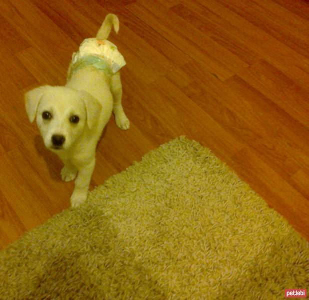 Golden Retriever, Köpek  köpük fotoğrafı