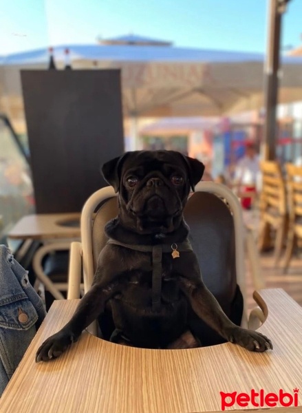 Pug, Köpek  Bobi fotoğrafı