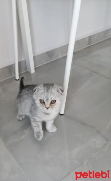 Scottish Fold, Kedi  Mia fotoğrafı