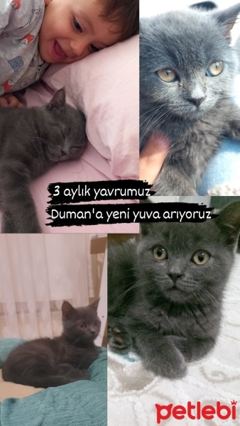 Brazilian Shorthair, Kedi  Duman fotoğrafı
