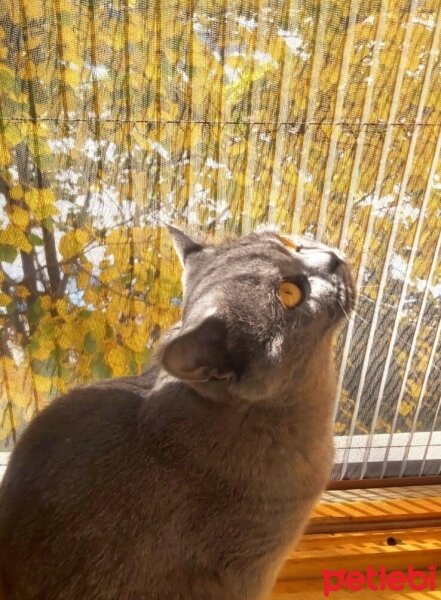 British Shorthair, Kedi  Alfa fotoğrafı