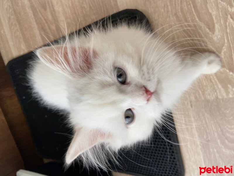 British Longhair, Kedi  Eric fotoğrafı