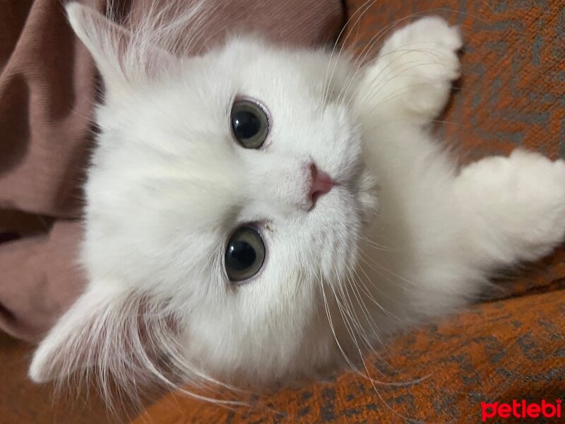 British Longhair, Kedi  Eric fotoğrafı