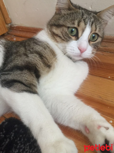 Tekir Kedi, Kedi  Maya fotoğrafı
