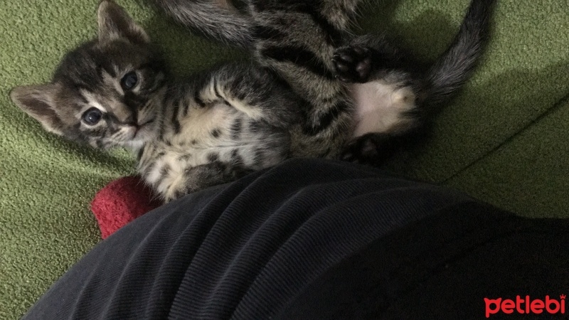 Tekir Kedi, Kedi  Hera fotoğrafı