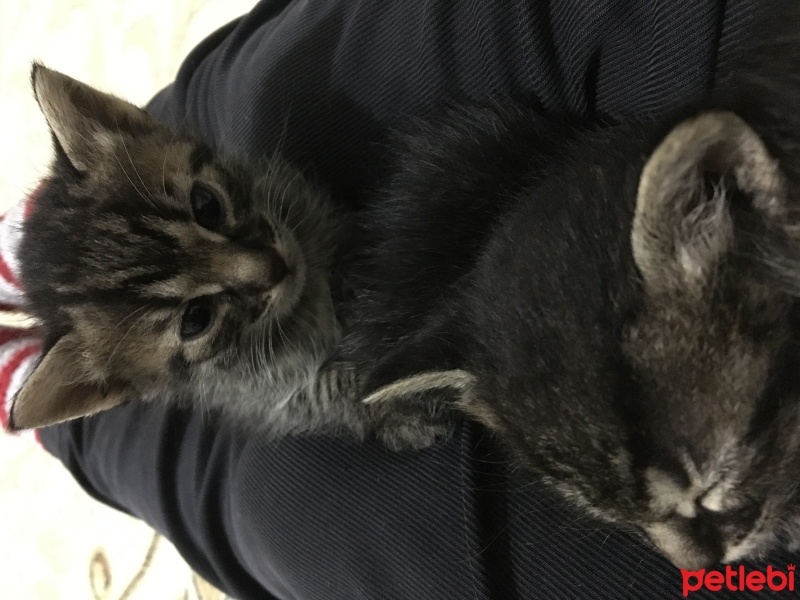 Tekir Kedi, Kedi  Hera fotoğrafı
