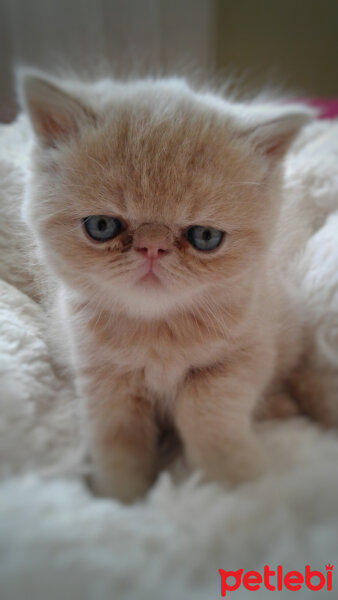 British Shorthair, Kedi  Leo fotoğrafı