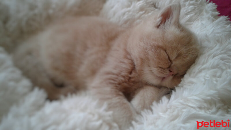 British Shorthair, Kedi  Leo fotoğrafı