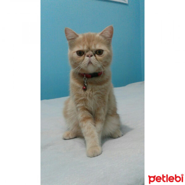 British Shorthair, Kedi  Leo fotoğrafı