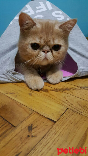 British Shorthair, Kedi  Leo fotoğrafı