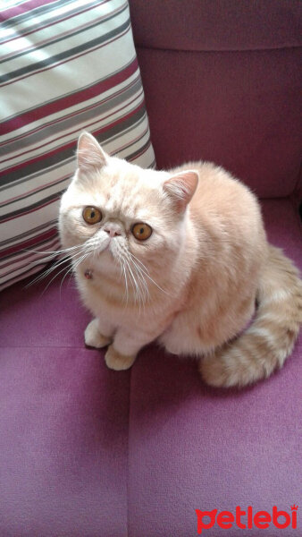 British Shorthair, Kedi  Leo fotoğrafı