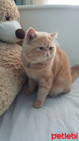 British Shorthair, Kedi  Leo fotoğrafı