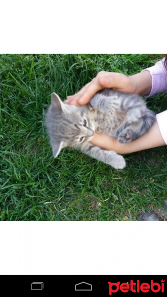 British Shorthair, Kedi  Duman fotoğrafı