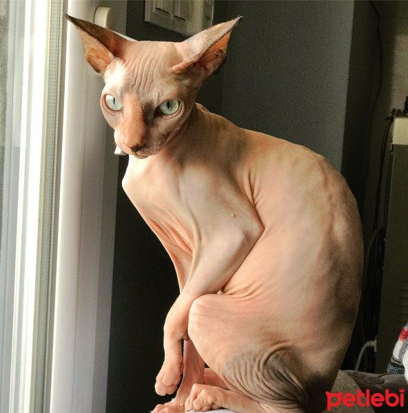 Sphynx, Kedi  Luna fotoğrafı