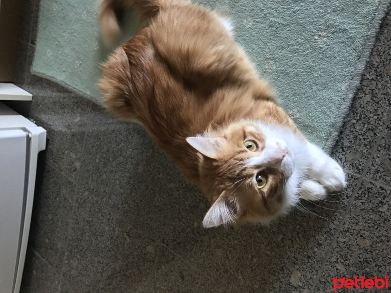 Tekir Kedi, Kedi  Minnak fotoğrafı