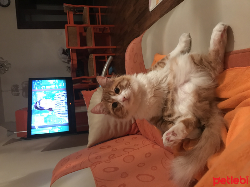 Tekir Kedi, Kedi  Minnak fotoğrafı