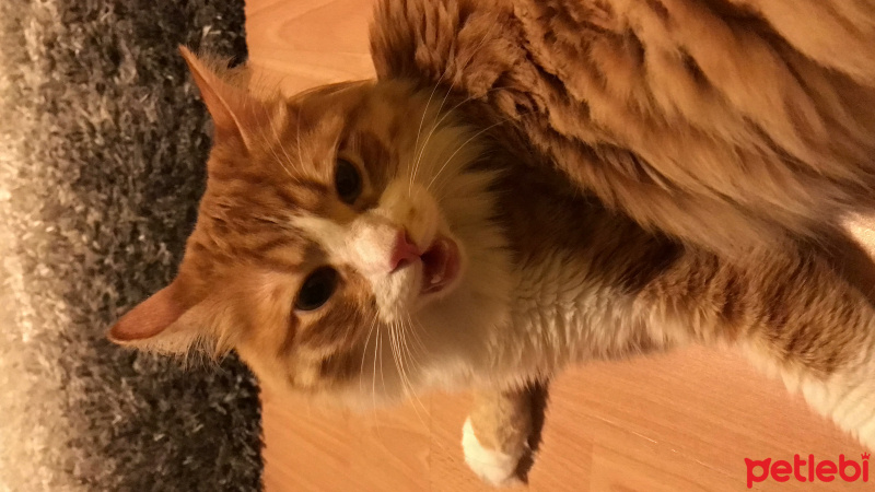 Tekir Kedi, Kedi  Minnak fotoğrafı