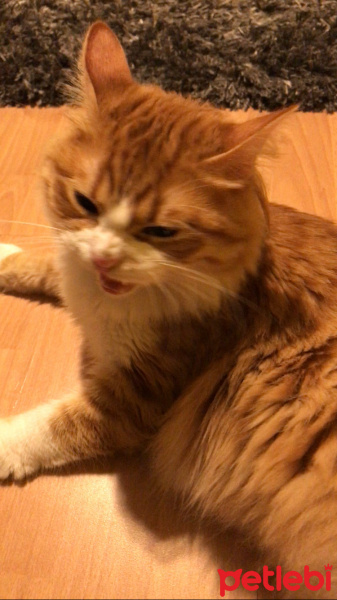 Tekir Kedi, Kedi  Minnak fotoğrafı