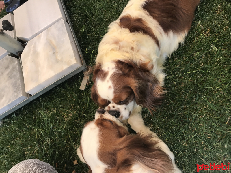Tekir Kedi, Kedi  Minnak fotoğrafı