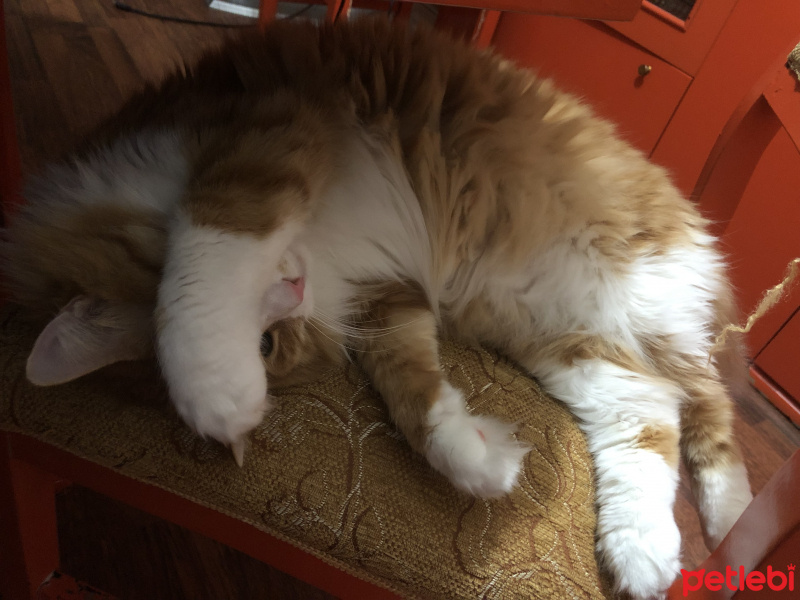 Tekir Kedi, Kedi  Minnak fotoğrafı