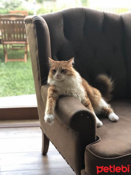 Tekir Kedi, Kedi  Minnak fotoğrafı