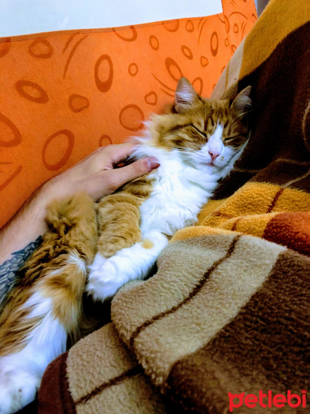 Tekir Kedi, Kedi  Minnak fotoğrafı
