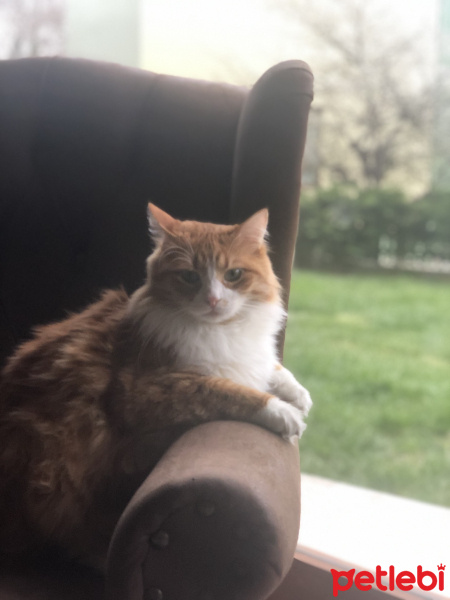 Tekir Kedi, Kedi  Minnak fotoğrafı