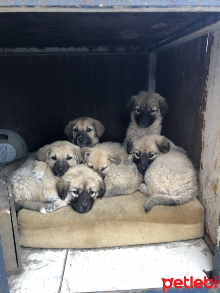 Tekir Kedi, Kedi  Minnak fotoğrafı