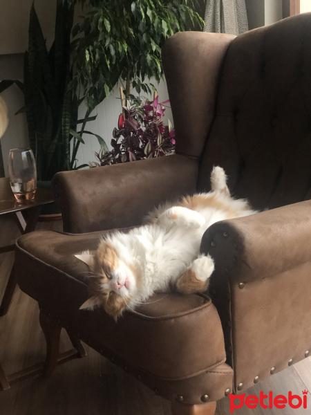 Tekir Kedi, Kedi  Minnak fotoğrafı