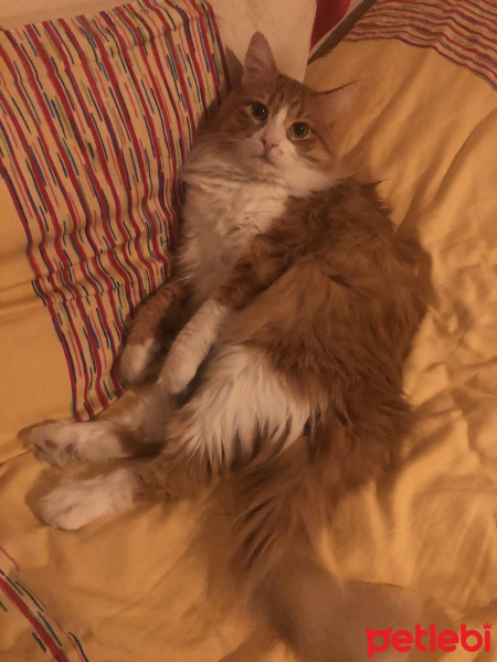 Tekir Kedi, Kedi  Minnak fotoğrafı