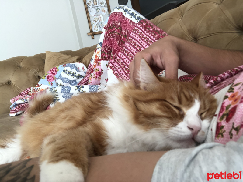 Tekir Kedi, Kedi  Minnak fotoğrafı