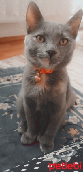 British Shorthair, Kedi  Ponçik fotoğrafı