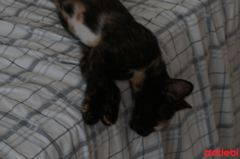 Tekir Kedi, Kedi  Hera fotoğrafı