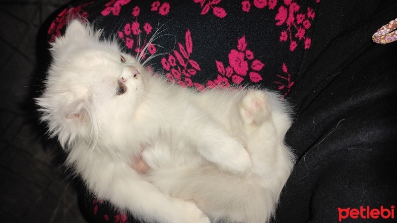 Chinchilla, Kedi  Ponçik fotoğrafı