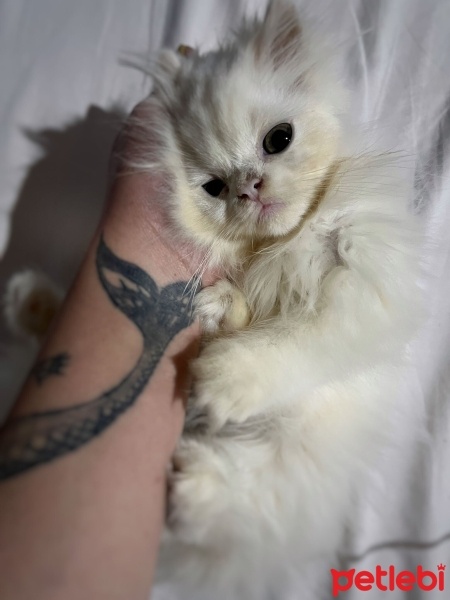 Chinchilla, Kedi  Ponçik fotoğrafı