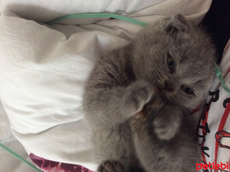 Scottish Fold, Kedi  Venüs fotoğrafı