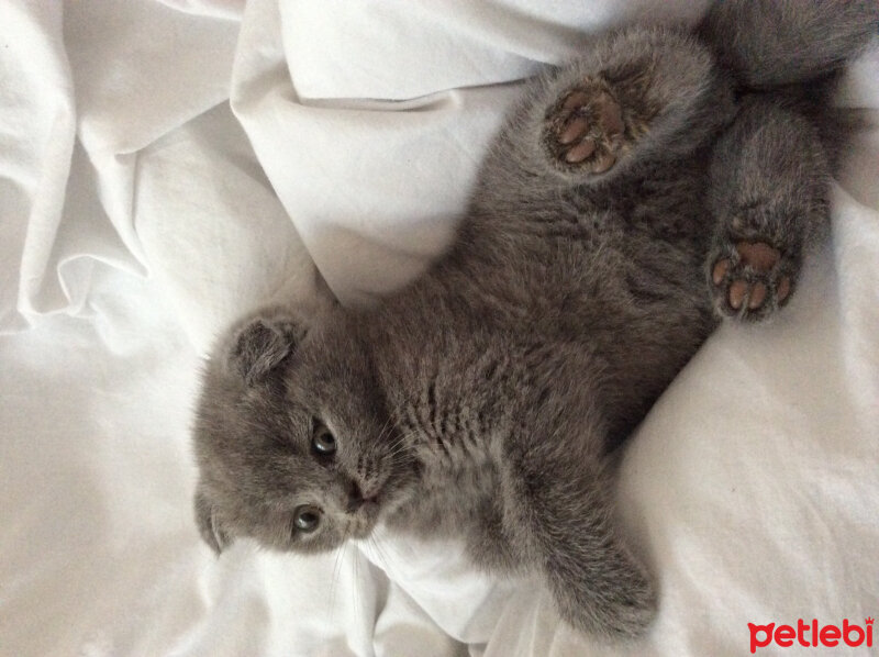 Scottish Fold, Kedi  Venüs fotoğrafı