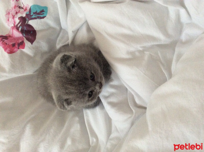 Scottish Fold, Kedi  Venüs fotoğrafı