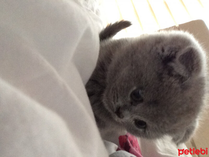 Scottish Fold, Kedi  Venüs fotoğrafı