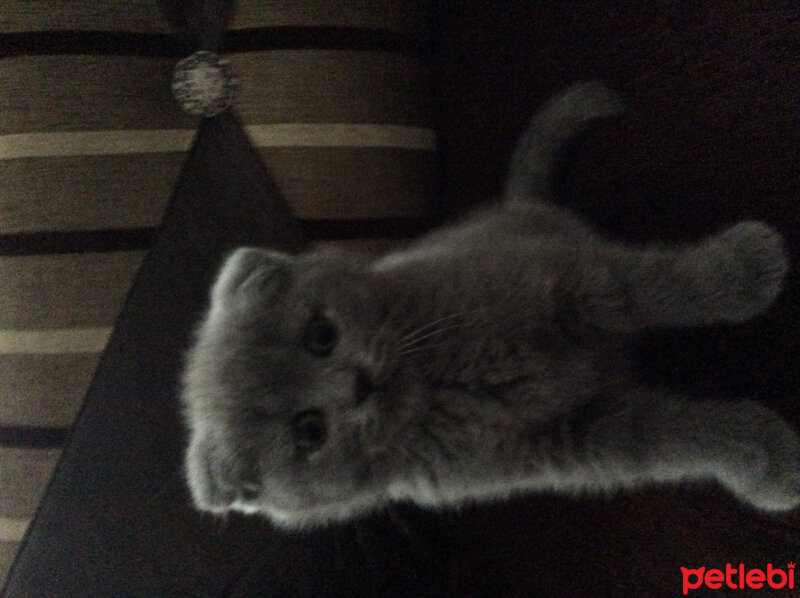 Scottish Fold, Kedi  Venüs fotoğrafı