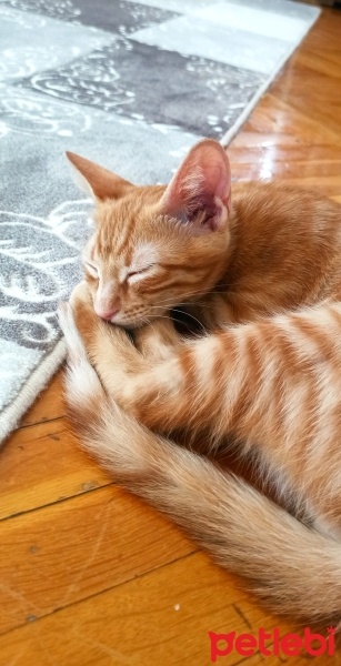 Sarman, Kedi  Tarçın fotoğrafı