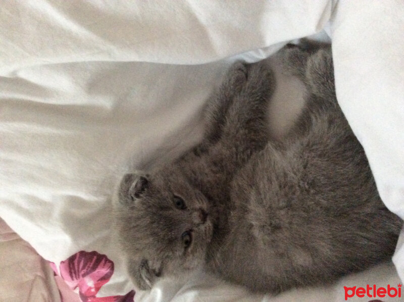 Scottish Fold, Kedi  Venüs fotoğrafı